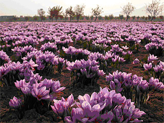crocus_sativus_2_on_fields