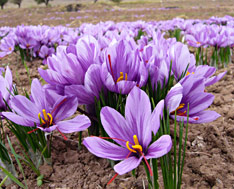 crocus_sativus_3
