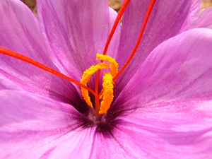 crocus_sativus_5_saffron_stamens